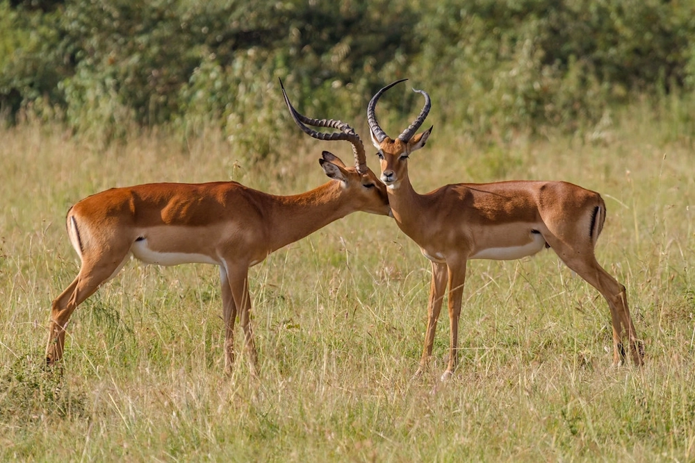 antelopes grazing