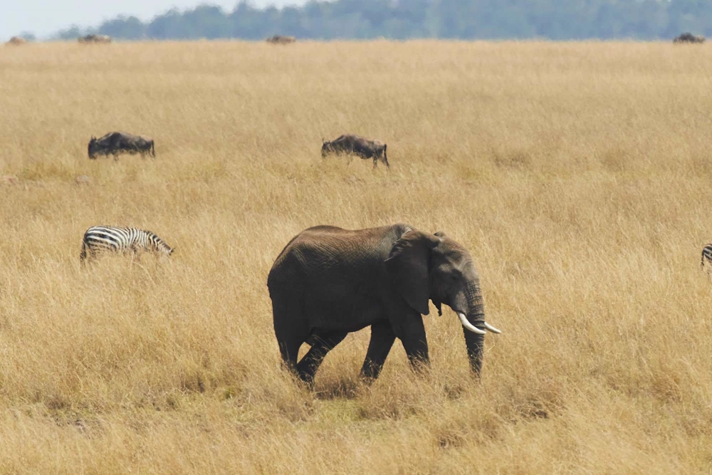 elephant grazing
