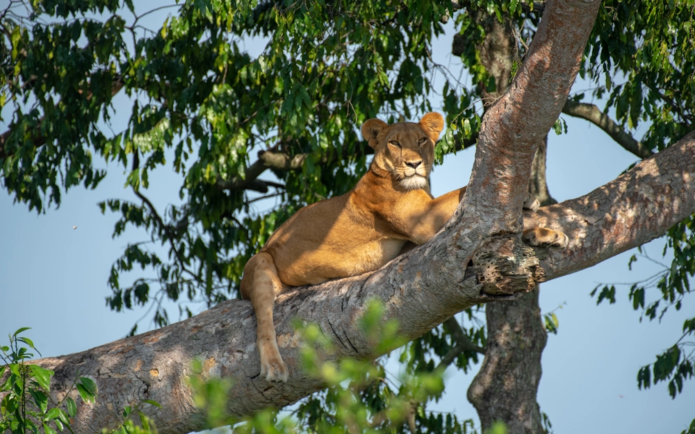 lion-sitting-in-tree