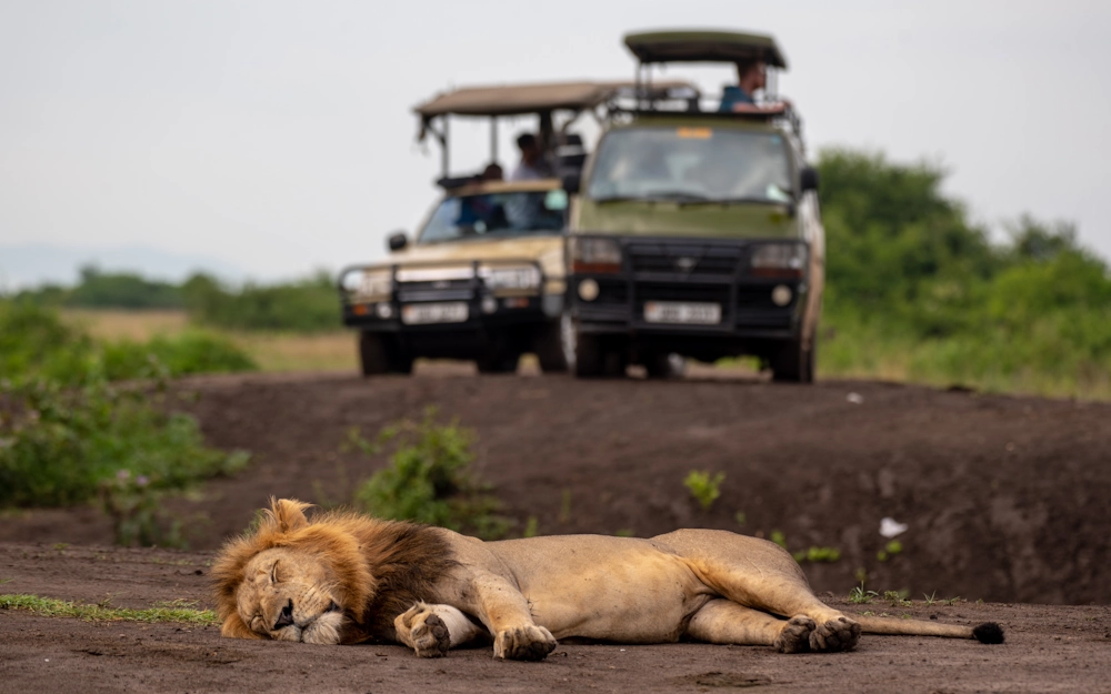 lion-sleeping
