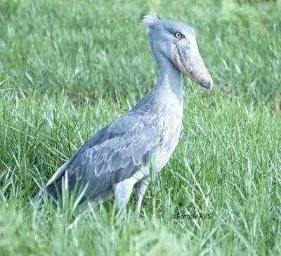 shoebill